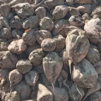 خود چغندرقند،تفاله چغندر وسیب علوفه ذرت|لوازم جانبی حیوانات|بستان آباد, |دیوار