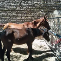 اسب مادیان جوان|اسب و تجهیزات اسبسواری|تربت جام, والفجر|دیوار