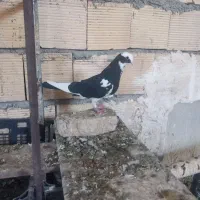هشت تا تهرانی بالدار|پرنده|کرمانشاه, |دیوار