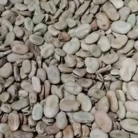 دو گونی باقلا برای کاشت کیفیت بالا