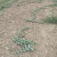 زمین اجاره دیم 4هکتار