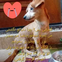 سگ شیوا وا میکس پیداشده|سگ|گرگان, |دیوار