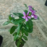 خانه مسکونی ۲خوابه منطقه کلتپه زیر ۳میلیارد