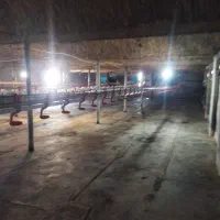 نیازمند کارگر مرغداری گوشتی 7000|استخدام صنعتی، فنی، مهندسی|سبزوار, قصبه غربی|دیوار