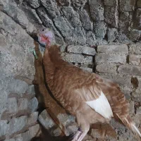 بوقلمون ماده کرچشو