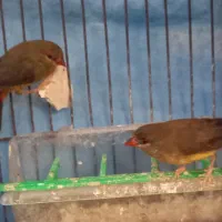 جفت فنچ هلنا