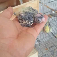 عروس هلندی سرلاکی|پرنده|مرودشت, ژیان|دیوار