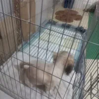 سگ شیتزو مامره ۲نیم ماهه سالم|سگ|مشهد, حضرت حجت|دیوار