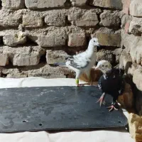 کفتر بزک|پرنده|شیراز, کرونی(خاتونک)|دیوار