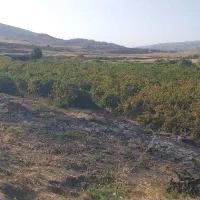 نیازمند چوپان