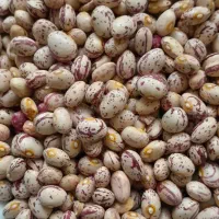 فروش لوبیا چیتی خرده .عمده