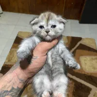 اسکاتیش بیریتیش