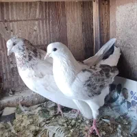 کفتر فروشی|پرنده|ابهر, |دیوار