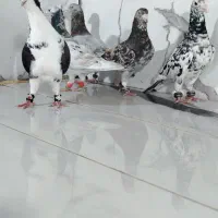 سارهفت رنگ