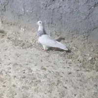 طوقی ماده|پرنده|مسجد سلیمان, |دیوار