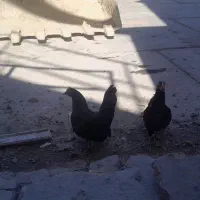 مرغ مینیاتوری