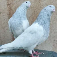 کبوتر کله کاکلی زیبا