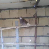 تهرونی|پرنده|شاهین‌شهر, امام حسین|دیوار