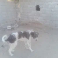 فروش انواع طول های پاپی و دوبرمن قیمت مناسب|سگ|فلاورجان, |دیوار