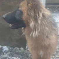 سگ ژرمن شپرد نر|سگ|رشت, کوی امام رضا|دیوار