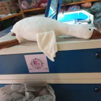 کار در منزل|استخدام صنعتی، فنی، مهندسی|قوچان, |دیوار