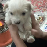 شش قلاده توله پشمالودوماده وچهارنربه فروش میرسد3ت