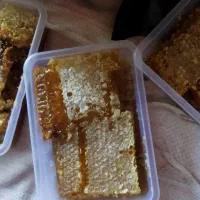 عسل صددرصدطبییعی ودرمانی|خوردنی و آشامیدنی|میانه, |دیوار