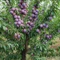 باکیفیت ترین نهال های میوه در نهالستان غرب|خدمات باغبانی و درختکاری|پلدختر, |دیوار