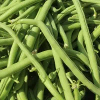 لوبیا سبز تازه80