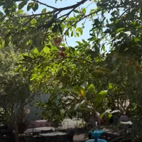 استخدام آشپز ایرانی
