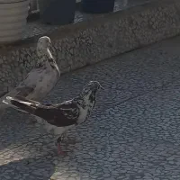 کفتر پرشی|پرنده|مهدی شهر, |دیوار