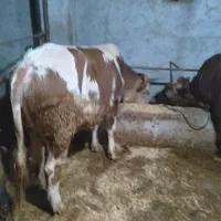 فروش کاو گوساله ومیش ابستن|حیوانات مزرعه|حویق, |دیوار