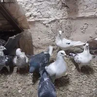 ۱۰جفت کفترجفتگاه همه قلدور