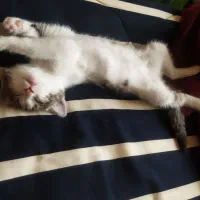 واگذاری|گربه|مهاجران, |دیوار