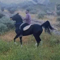 مادیون عرب|اسب و تجهیزات اسب‌سواری|نورآباد ممسنی, |دیوار