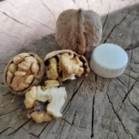 گردو خشک امسالی بصورت سنتی پوستگیری شده|خوردنی و آشامیدنی|دماوند, گیلاوند|دیوار