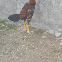 خروس لاری|حیوانات مزرعه|سرپل ذهاب, |دیوار