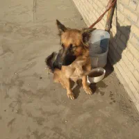 سگ ژرمن گمشده