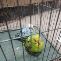 جوجه مرغ عشق