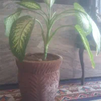 دو عدد گل دیفن باخیا با گلدان|گل و گیاه طبیعی|ایوان, |دیوار