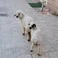 دو عدد   بره یکی نر یکی ماده نژادار