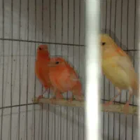 قناری سرخ ردفاکتور|پرنده|پلدختر, |دیوار