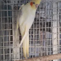 عروس هلندی تک خال