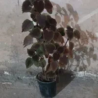 گله بزرگ و کوچک