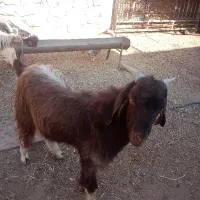 تیشتر دورگه