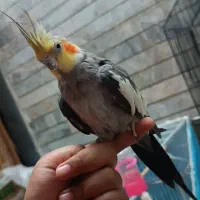 یک جفت عروس هلندی دستی|پرنده|بیرجند, |دیوار