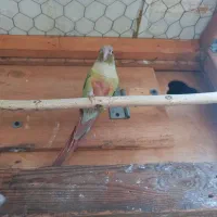 گرینچیک نر|پرنده|بندرعباس, |دیوار