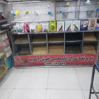 پرنده دستی سخنگو|پرنده|شیراز, شهرک پرواز|دیوار