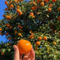 پرتغال شمالی