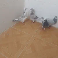 ۵ عدد جوجه نر